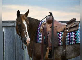 American Quarter Horse, Merrie, 14 Jaar, 145 cm, Rabicano