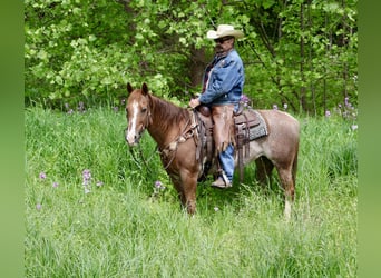 American Quarter Horse, Merrie, 14 Jaar, 145 cm, Rabicano