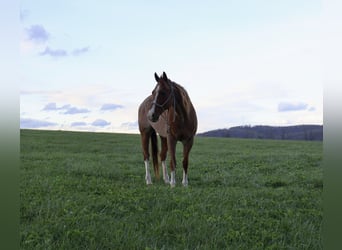 American Quarter Horse, Merrie, 14 Jaar, 145 cm, Rabicano