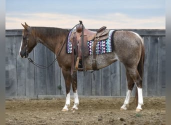 American Quarter Horse, Merrie, 14 Jaar, 145 cm, Rabicano