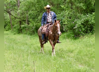 American Quarter Horse, Merrie, 14 Jaar, 145 cm, Rabicano