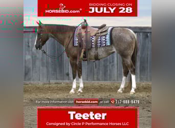 American Quarter Horse, Merrie, 14 Jaar, 145 cm, Rabicano