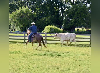 American Quarter Horse, Merrie, 14 Jaar, 145 cm, Rabicano