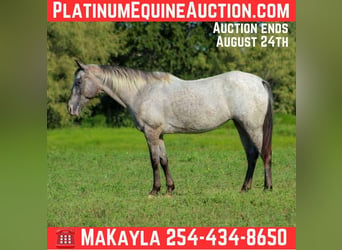 American Quarter Horse, Merrie, 14 Jaar, 145 cm, Schimmel