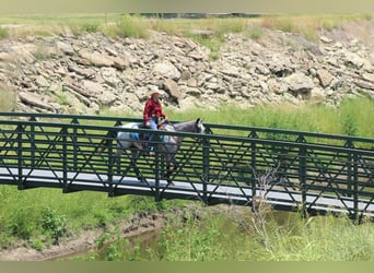 American Quarter Horse, Merrie, 14 Jaar, 145 cm, Schimmel