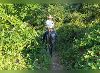 American Quarter Horse, Merrie, 14 Jaar, 145 cm, Schimmel