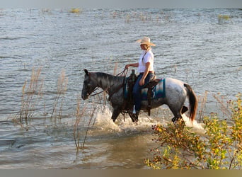 American Quarter Horse, Merrie, 14 Jaar, 145 cm, Schimmel