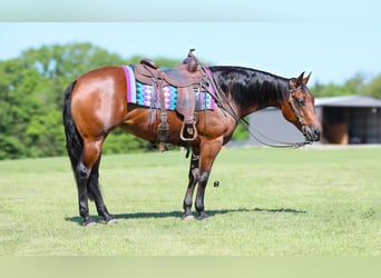 American Quarter Horse, Merrie, 14 Jaar, 147 cm, Roodbruin