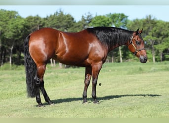 American Quarter Horse, Merrie, 14 Jaar, 147 cm, Roodbruin