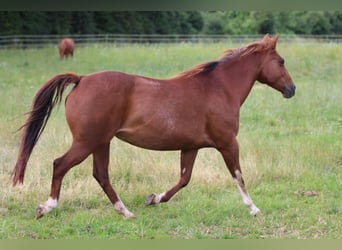 American Quarter Horse, Merrie, 14 Jaar, 148 cm, Vos