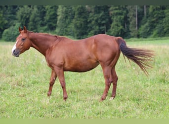 American Quarter Horse, Merrie, 14 Jaar, 148 cm, Vos