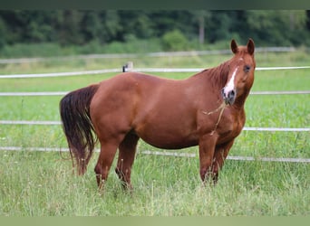 American Quarter Horse, Merrie, 14 Jaar, 148 cm, Vos