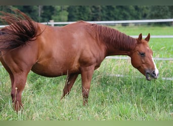 American Quarter Horse, Merrie, 14 Jaar, 148 cm, Vos