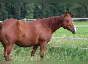 American Quarter Horse, Merrie, 14 Jaar, 148 cm, Vos