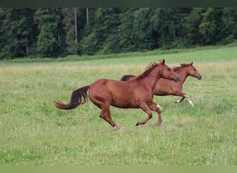American Quarter Horse, Merrie, 14 Jaar, 148 cm, Vos