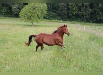American Quarter Horse, Merrie, 14 Jaar, 148 cm, Vos