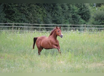 American Quarter Horse, Merrie, 14 Jaar, 148 cm, Vos