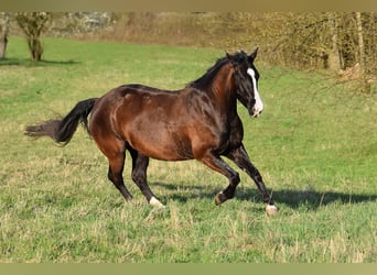 American Quarter Horse, Merrie, 14 Jaar, 148 cm, Zwartbruin