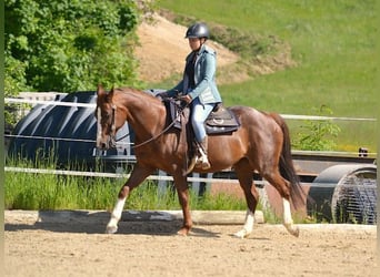 American Quarter Horse, Merrie, 14 Jaar, 150 cm, Donkere-vos