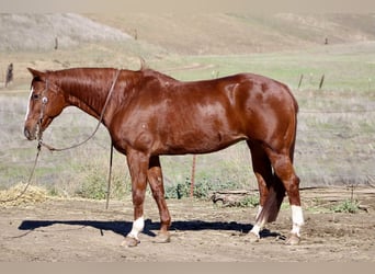 American Quarter Horse, Merrie, 14 Jaar, 150 cm, Donkere-vos