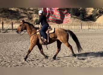American Quarter Horse, Merrie, 14 Jaar, 150 cm, Falbe
