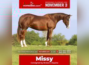 American Quarter Horse, Merrie, 14 Jaar, 150 cm, Roodvos