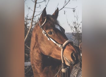 American Quarter Horse, Merrie, 14 Jaar, 152 cm, Bruin