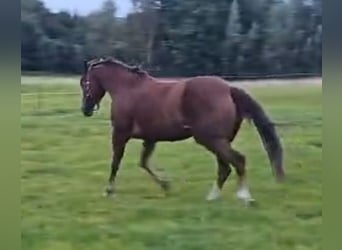 American Quarter Horse, Merrie, 14 Jaar, 152 cm, Donkere-vos