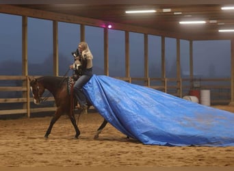 American Quarter Horse, Merrie, 14 Jaar, 152 cm, Roodbruin