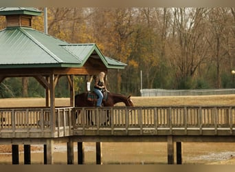 American Quarter Horse, Merrie, 14 Jaar, 152 cm, Roodbruin