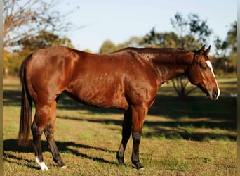 American Quarter Horse, Merrie, 14 Jaar, 152 cm, Roodbruin