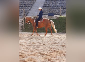 American Quarter Horse, Merrie, 14 Jaar, 153 cm, Palomino