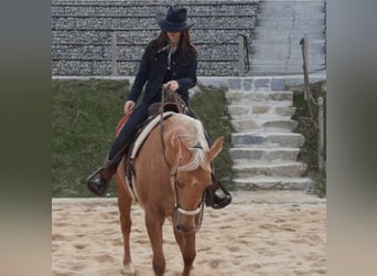 American Quarter Horse, Merrie, 14 Jaar, 153 cm, Palomino