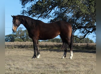 American Quarter Horse, Merrie, 14 Jaar, 155 cm, Roodbruin