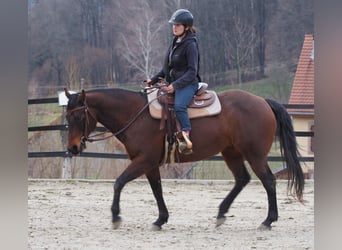 American Quarter Horse, Merrie, 14 Jaar, 159 cm, Bruin