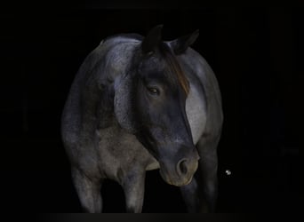 American Quarter Horse, Merrie, 14 Jaar, Roan-Blue