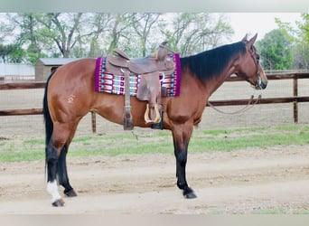 American Quarter Horse, Merrie, 14 Jaar, Roodbruin