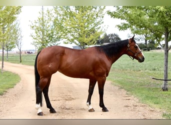 American Quarter Horse, Merrie, 14 Jaar, Roodbruin