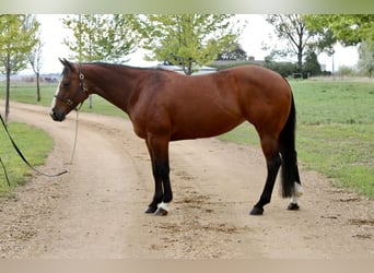 American Quarter Horse, Merrie, 14 Jaar, Roodbruin