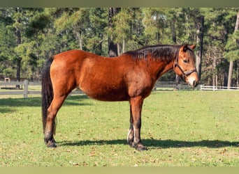 American Quarter Horse, Merrie, 14 Jaar, Roodbruin