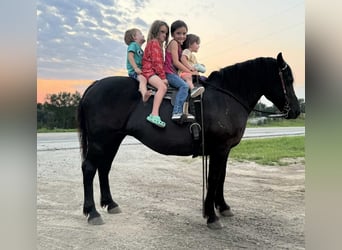 American Quarter Horse, Merrie, 14 Jaar, Zwart