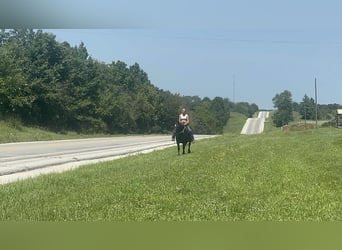American Quarter Horse, Merrie, 14 Jaar, Zwart