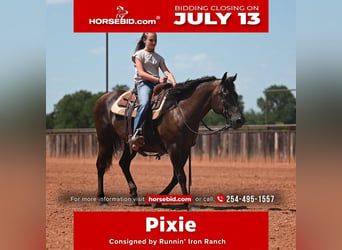 American Quarter Horse, Merrie, 14 Jaar, Zwart