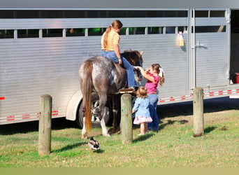 American Quarter Horse, Merrie, 15 Jaar, 142 cm, Gevlekt-paard