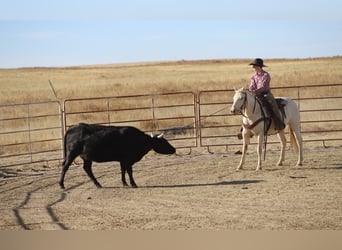 American Quarter Horse, Merrie, 15 Jaar, 147 cm, Cremello