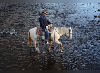 American Quarter Horse, Merrie, 15 Jaar, 147 cm, Cremello