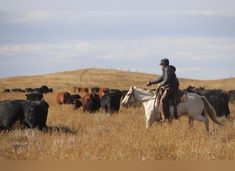 American Quarter Horse, Merrie, 15 Jaar, 147 cm, Cremello