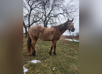American Quarter Horse, Merrie, 15 Jaar, 147 cm, Roan-Red