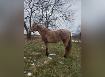 American Quarter Horse, Merrie, 15 Jaar, 147 cm, Roan-Red