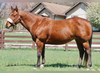American Quarter Horse, Merrie, 15 Jaar, 147 cm, Roodbruin